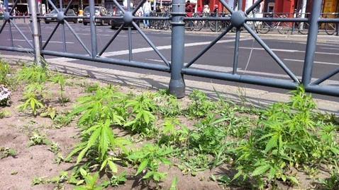 La Policía de Berlín arranca 700 plantas de cannabis en una rotonda