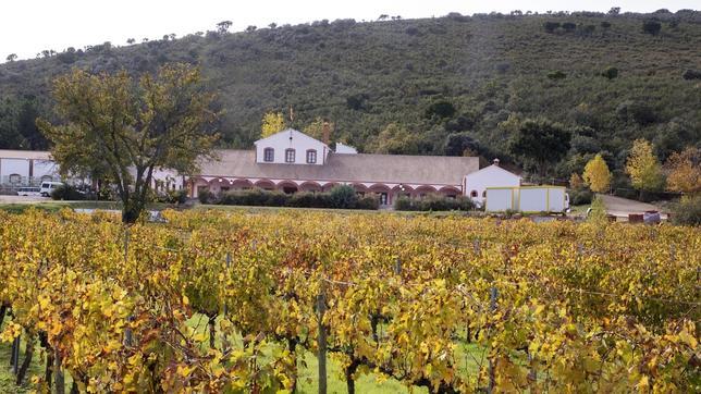 Viñedos de Dehesa del Carrizal, en Retuerta del Bullaque