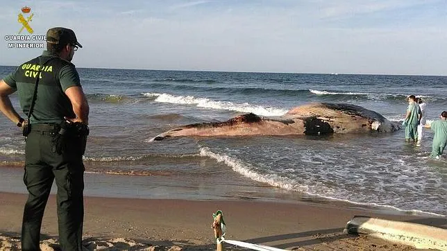Un agente contempla la ballena varada en la orilla