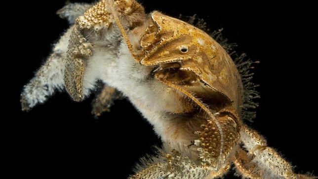 Los animales de estética más extraña