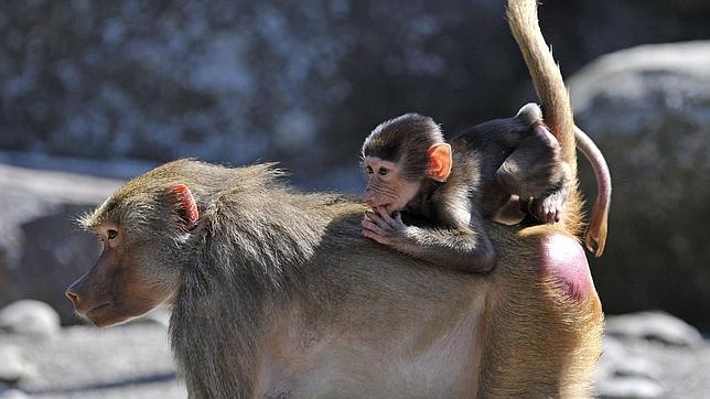 El «amor a los iguales» de los babuinos evita la transferencia de valiosa información a la manada