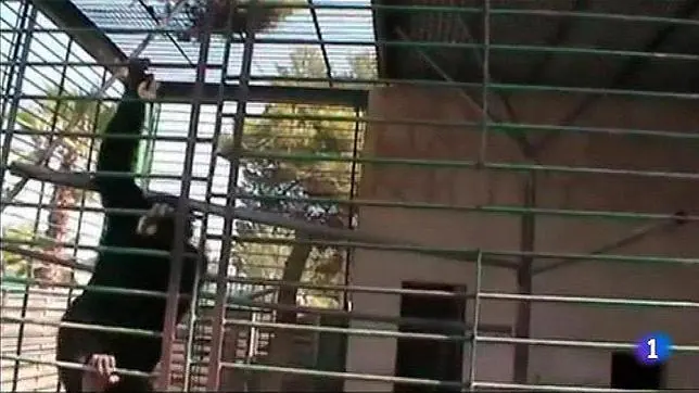 El chimpancé Adan, en una imagen de TVE