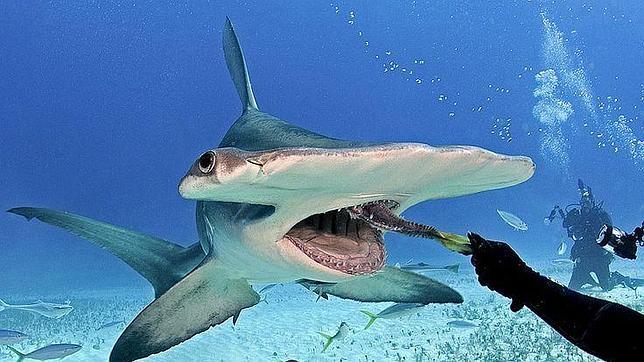 Un buzo da de comer a un tiburón martillo