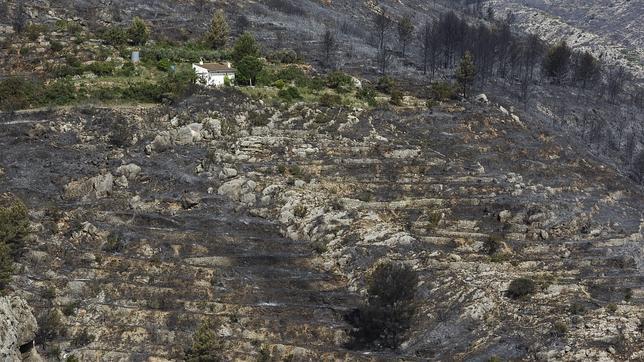 Zona forestal afectada por el incendio