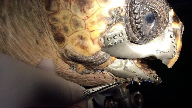 La tortuga se encuentra aún en proceso de rehabilitación