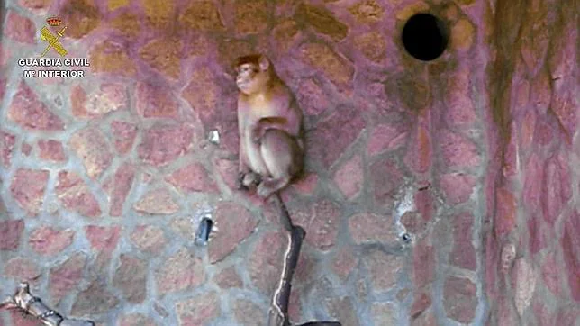 Hallan un macaco de una especie protegida en una casa en Torrevieja