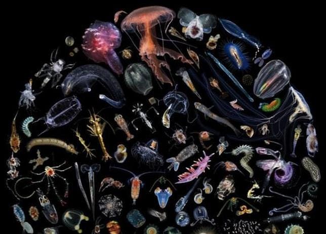 Imagen de la biodiversidad del plancton marino