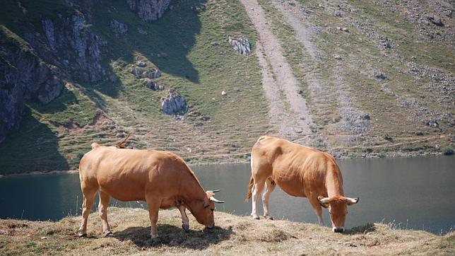 Cuatro Ayuntamientos «ejemplares» para agricultores y ganaderos