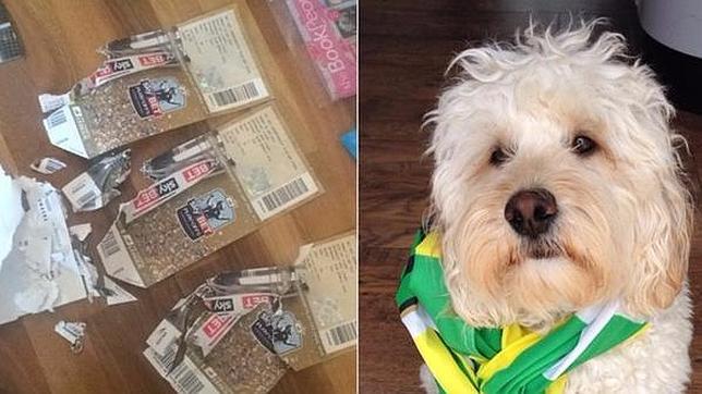 El perro que estuvo a punto de romper el sueño de una final en Wembley