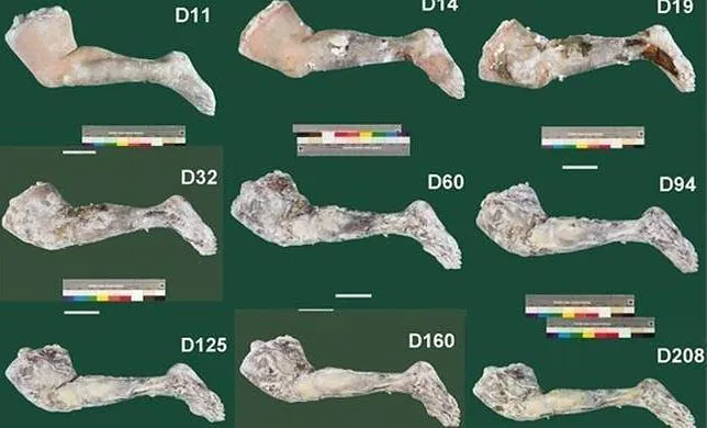 Momifican una pierna humana con métodos del antiguo Egipto