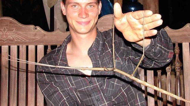 Es el segundo insecto más grande del mundo