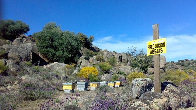 Abejas: ¿Cuántas picaduras podrían causar la muerte a una persona?