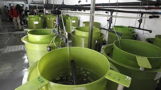 La ley de acuicultura se aprobará en breve en el Consello de la Xunta