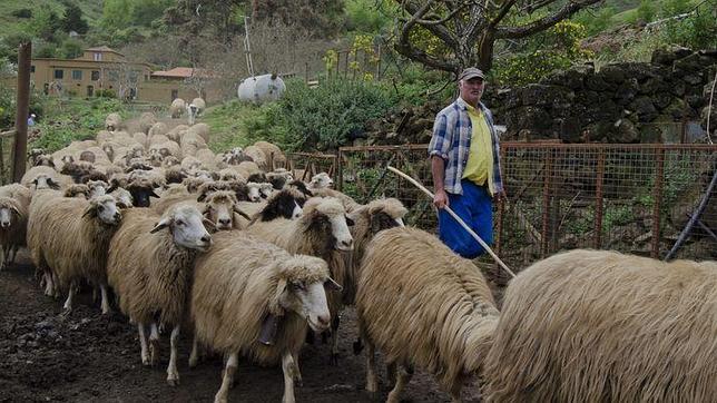 Un rebaño de ovejas canarias
