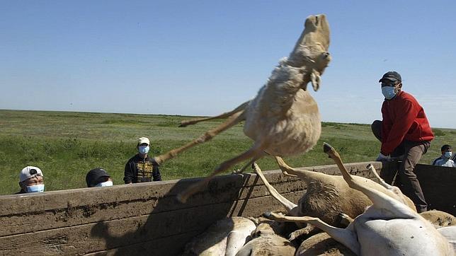 Mueren más de 120.000 antílopes saiga en Kazajistán, un tercio de la población mundial