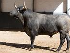 San Isidro: la corrida de la ganadería más guapa, toro a toro