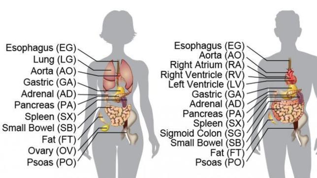 En busca del epigenoma humano