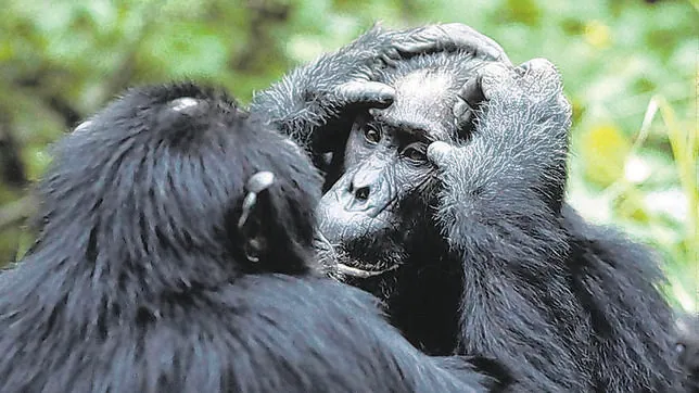 Los chimpancés tienen la misma capacidad cognitiva que los seres humanos para cocinar
