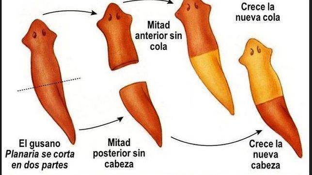 Un sistema de Inteligencia Artificial descubre el secreto de la regeneración