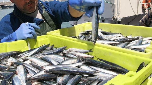 Anchoa: ese nutritivo pescado azul también llamado boquerón