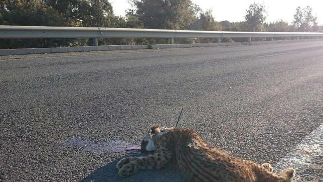 Fomento y Medio Ambiente firman un protocolo para evitar atropellos de linces