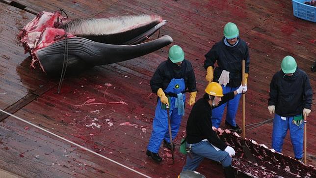 Captura de una ballena en un barco japonés