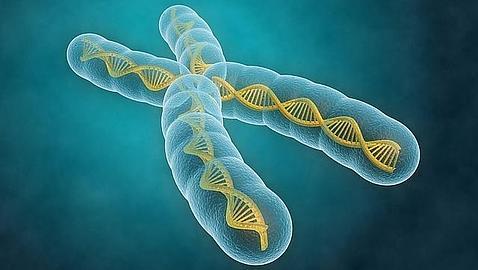 En otras investigaciones se han analizado genomas humanos de cientos de miles de años de antigüedad (FOTOLIA)