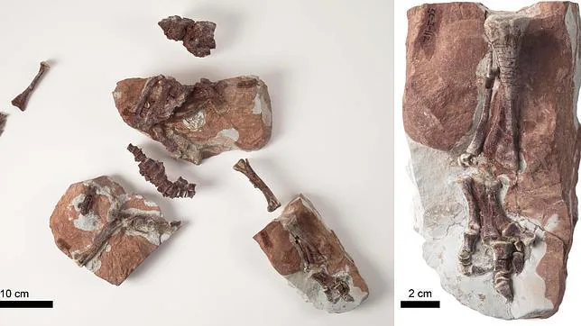 Paleontólogos descubren una posible «guardería» de dinosaurios en Teruel