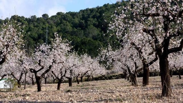 El cambio climático puede reducir el tiempo de crecimiento de las plantas