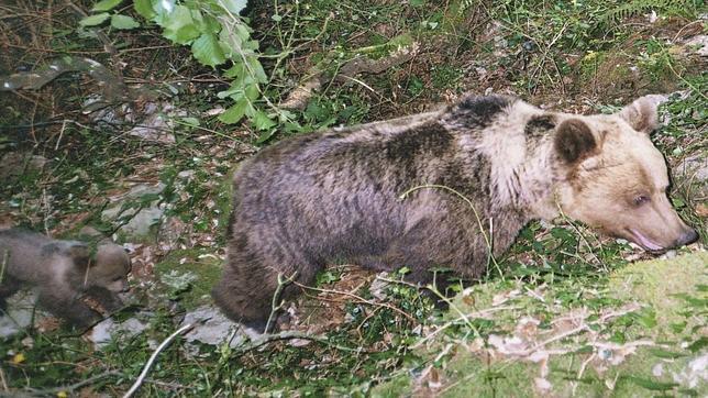 La población de osos en la Cordillera Cantábrica supera ya los 200 ejemplares