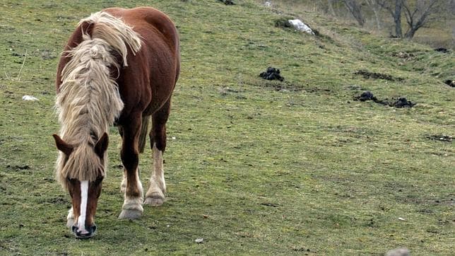 Un caballo pastando en León