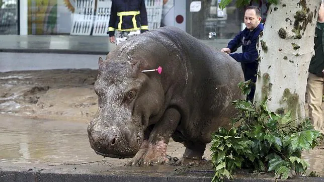 Disparan un dardo con un tranquilizante a un hipopótamo en el centro de Tiflis