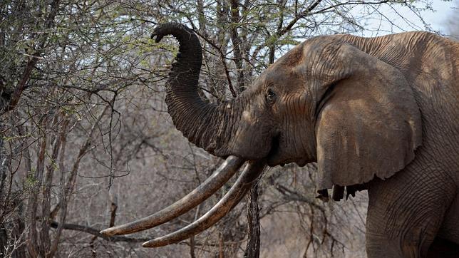 Pruebas de ADN identifican los dos grandes focos de la caza furtiva de elefantes en África