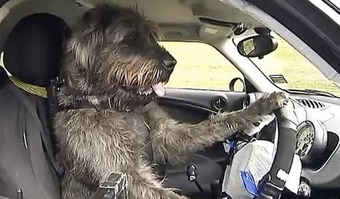 Los perros nunca pueden ir en la parte de delante ni, por supueso, conduciendo (ABC)