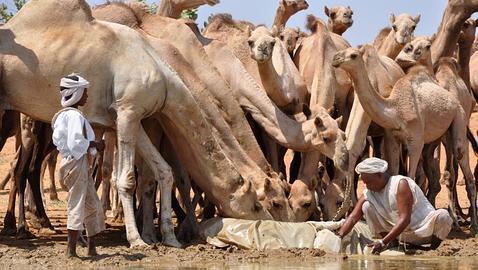 Camelleros del Kordofán sudanés.