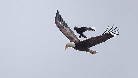 Impresionante foto: un águila volando con un cuervo sobre su espalda