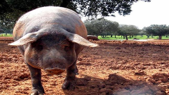 Científicos crean cerdos con superjamones editando un solo gen