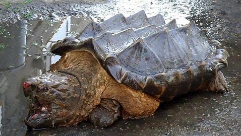 La extraña tortuga que ha aparecido en Rusia, muy lejos de su hogar americano