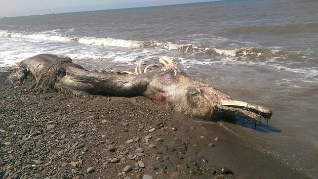 Los restos del extraño animal hallado en una playa de la isla de Sajalín