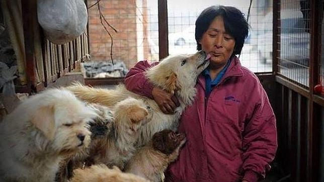 La mujer china que invierte su dinero en rescatar a los perros de los carniceros