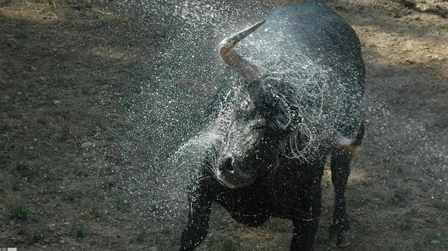 Los Corrales del Gas, un espectáculo de toros imponentes para San Fermín