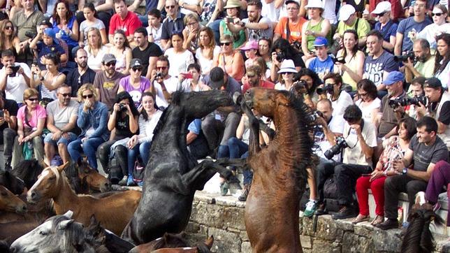 «A Rapa das Bestas», una batalla cuerpo a cuerpo entre hombres y caballos