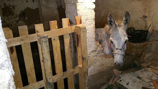 Rescatan a un burro herido encerrado en un zulo de menos de cuatro metros