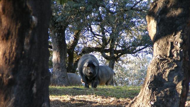 Imputan a un propietario de animales por maltrato y abandono en una casa de Villarrasa