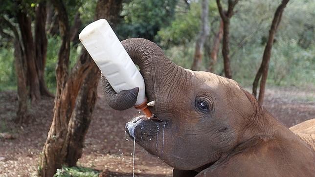 El furtivismo y la pérdida de hábitat están mermando la población de elefante africano