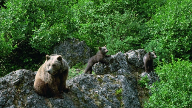 El vecino de Reinosa al que mordió un oso ponía cámaras automáticas con cebo