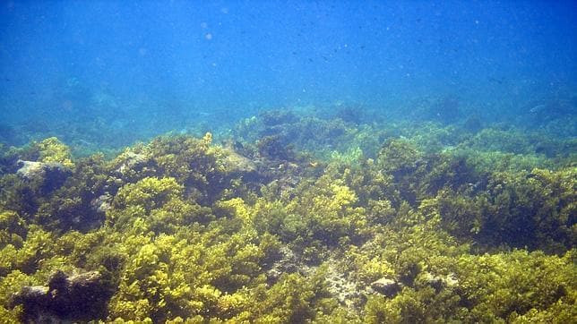 Blanqueamiento de coral observado en las Islas Seychelles