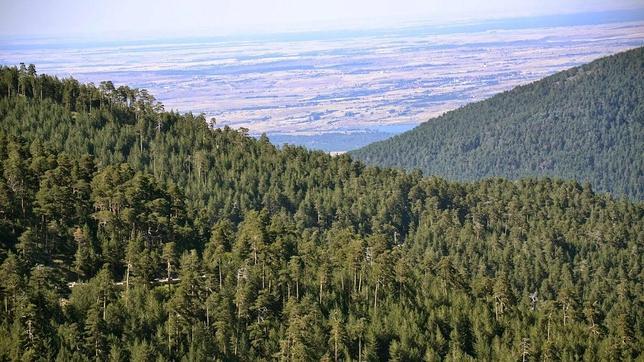 Drones para cartografiar los bosques españoles