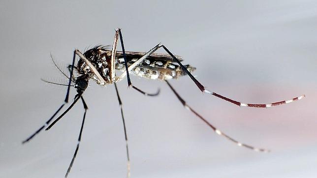 Mosquitos transgénicos para combatir el dengue en Brasil