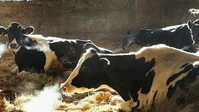 El pasado mes de mayo el litro de leche en Galicia se pagaba, en origen, a 0,284 euros